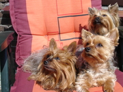 honden foto van Christine