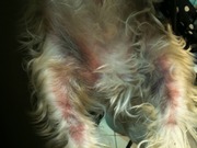 honden foto van michele