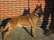 honden foto van Guy Vermeulen