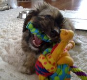 honden foto van Vlinder