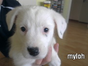 honden foto van Denise