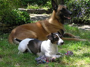 honden foto van Petra