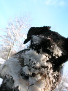 honden foto van Ann Thijs