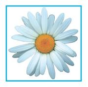 honden foto van Rosa