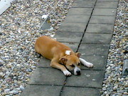 honden foto van Valentijn Sharon & Lady