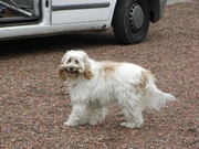 honden foto van Tessie