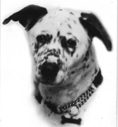 honden foto van michaela