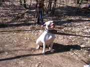 honden foto van drietal