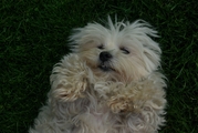 honden foto van Annick Van den Heuvel