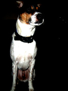 honden foto van Bettina