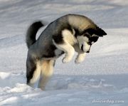 honden foto van Liv