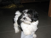 honden foto van Dorien Caeyers