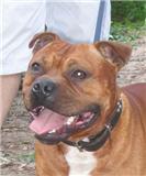 honden foto van Ekkel