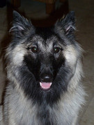 honden foto van frank van der zande