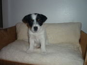 honden foto van Jackie o