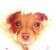 honden foto van Maria