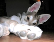 honden foto van sabbie