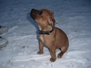 honden foto honden foto van kathrien