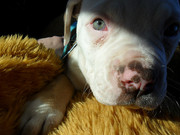 honden foto van Janine && Bullet