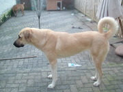 honden foto van hennie