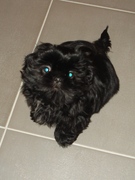 honden foto van Kidacacasch