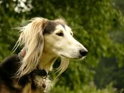 honden foto van xehna zhaora en jamahal