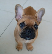 honden foto honden foto van pepper