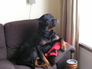 honden foto honden foto van marlies