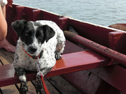 honden foto van Loes & Famke