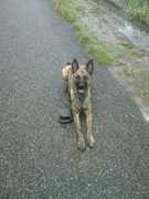 honden foto honden foto van Tineke