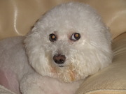 honden foto van jacky van camp