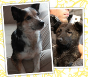 honden foto honden foto van Wendy