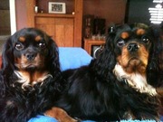 honden foto van brashi