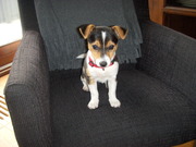 honden foto van Astrid 