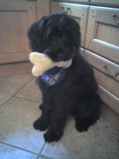 honden foto van briardfan