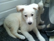 honden foto van Anita Angel en Lady