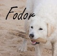 honden foto honden foto van Djow