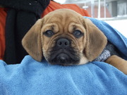 honden foto van Ingrid