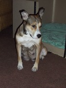 honden foto honden foto van patricia