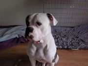 honden foto van sabine va os