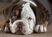 honden foto van Deborah