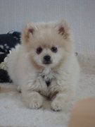 honden foto honden foto van pat