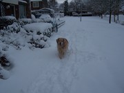 honden foto van wilma