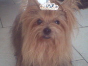 honden foto van Kelly