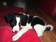 honden foto honden foto van Johan & Diego