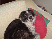 honden foto van Louise