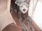 honden foto van inge