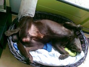 honden foto van mickey`