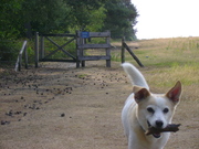 honden foto van Ingrid Roelofs