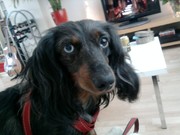 honden foto van lexy